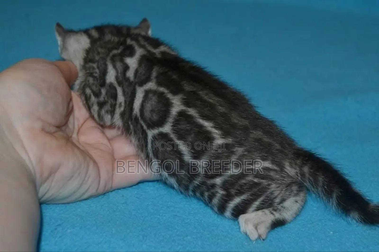 0-1 Month Female Purebred Bengal