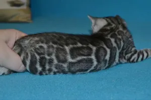 0-1 Month Female Purebred Bengal