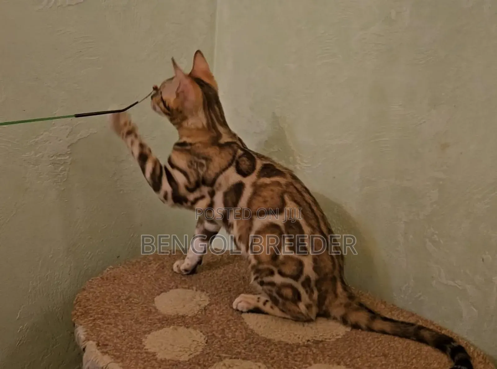 3-6 Months Male Purebred Bengal