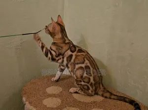 ৩-৬ মাস বয়সী পুরুষ বিশুদ্ধ বেঙ্গল
