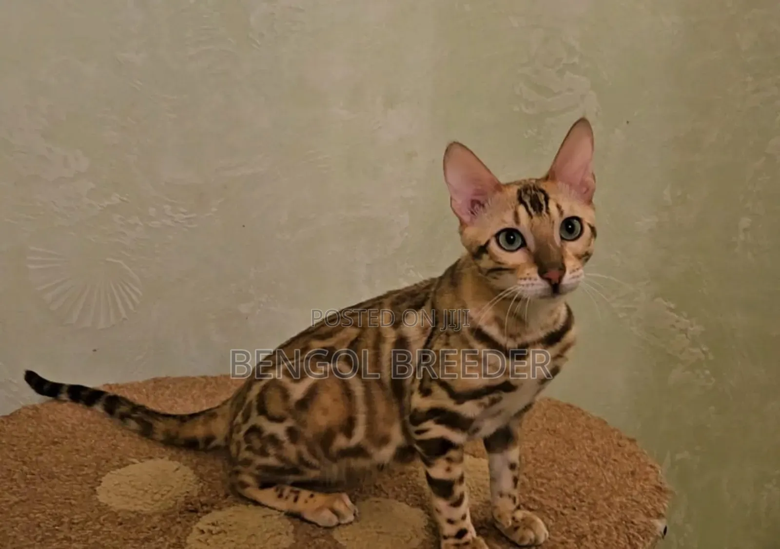 3-6 Months Male Purebred Bengal