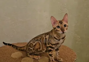 3-6 Months Male Purebred Bengal