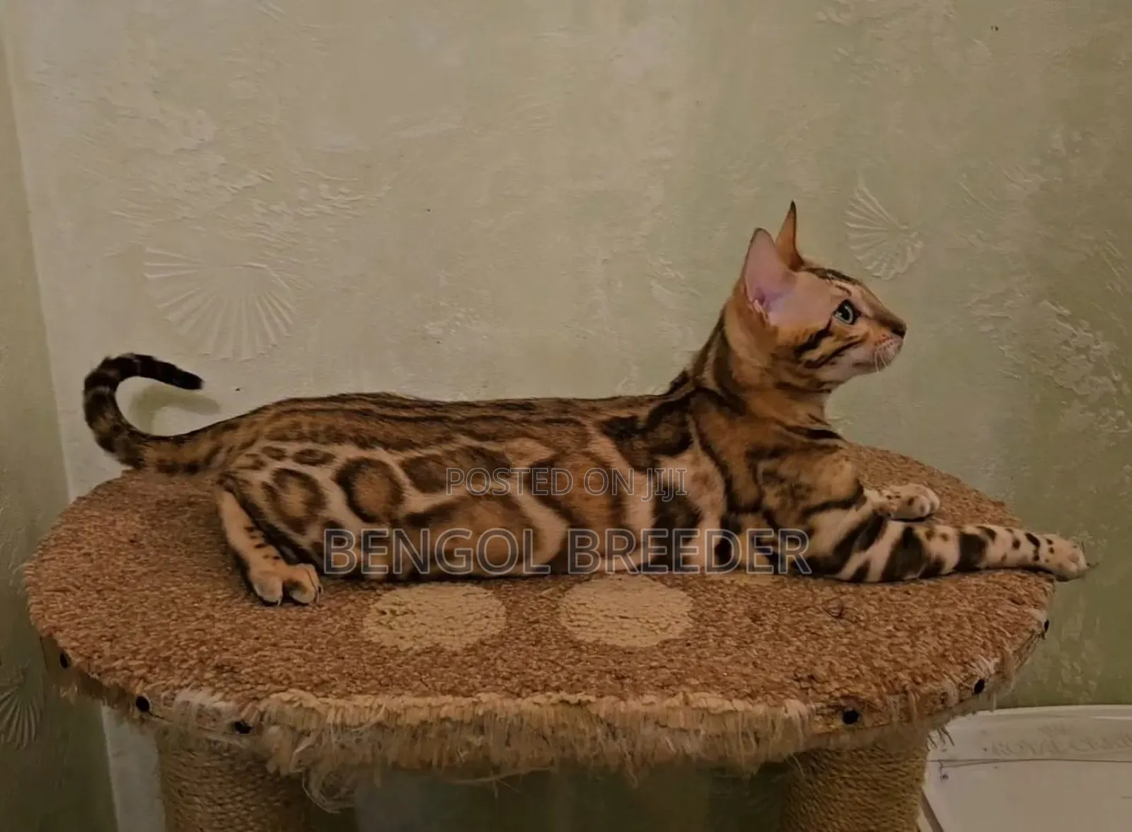 3-6 Months Male Purebred Bengal