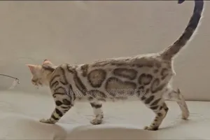 6-12 Months Female Purebred Bengal