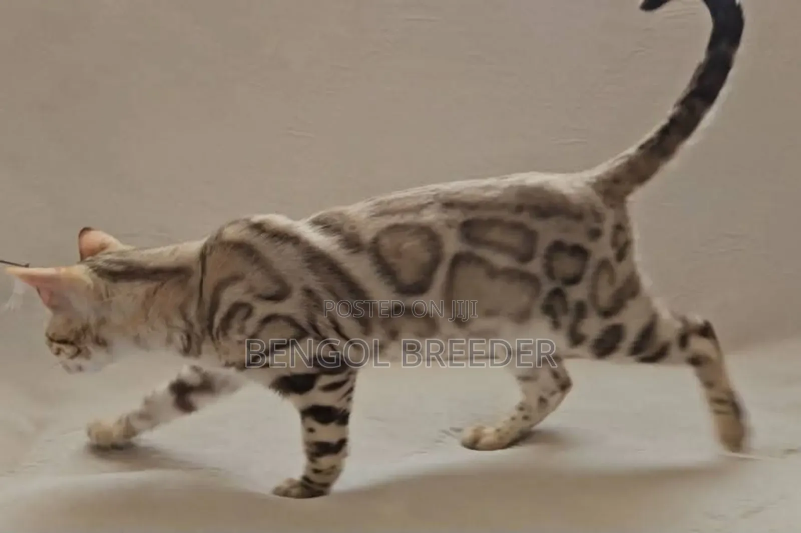 6-12 Months Female Purebred Bengal