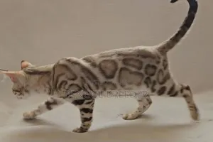 6-12 Months Female Purebred Bengal