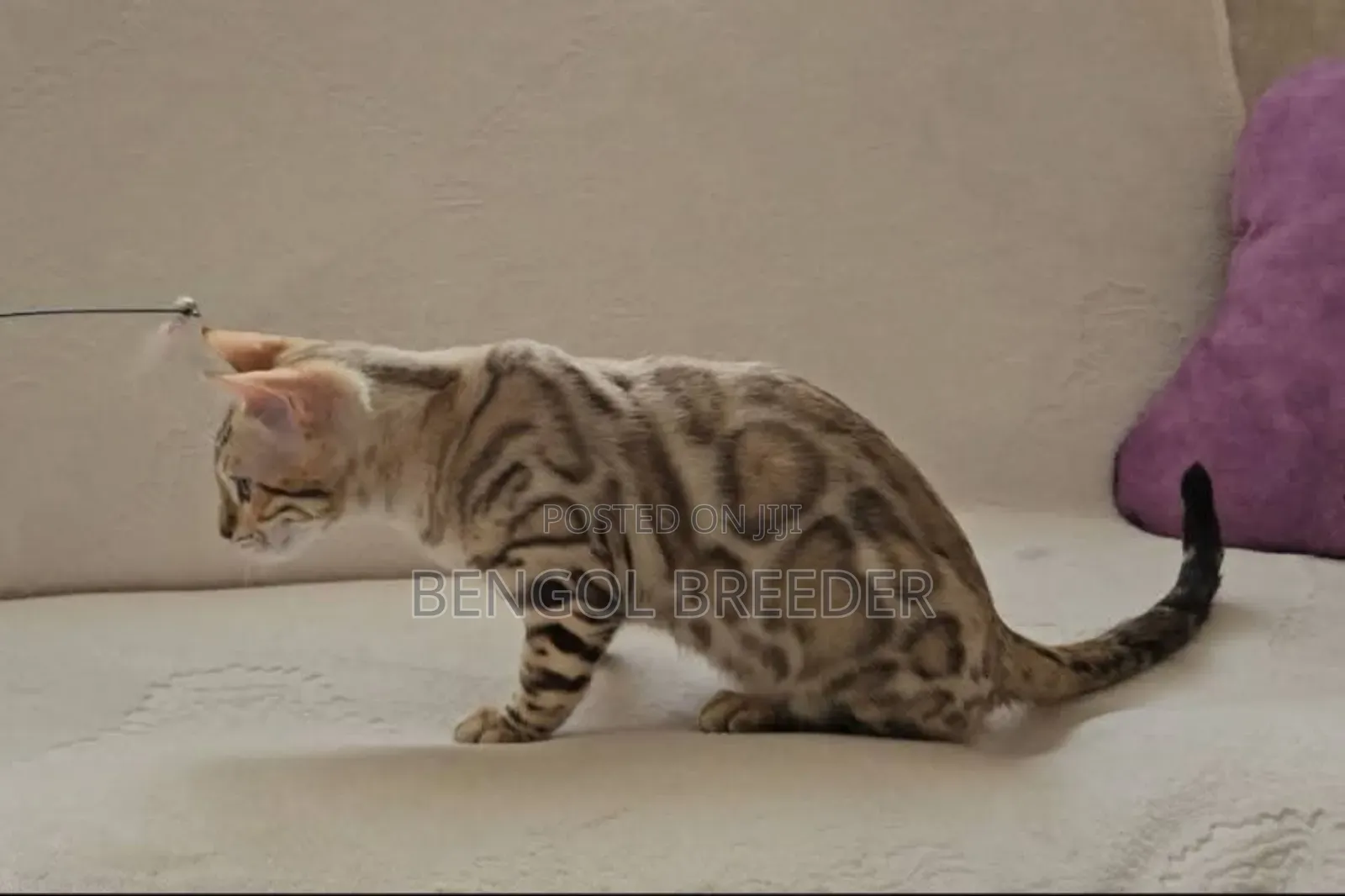 6-12 Months Female Purebred Bengal