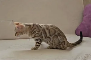 6-12 Months Female Purebred Bengal