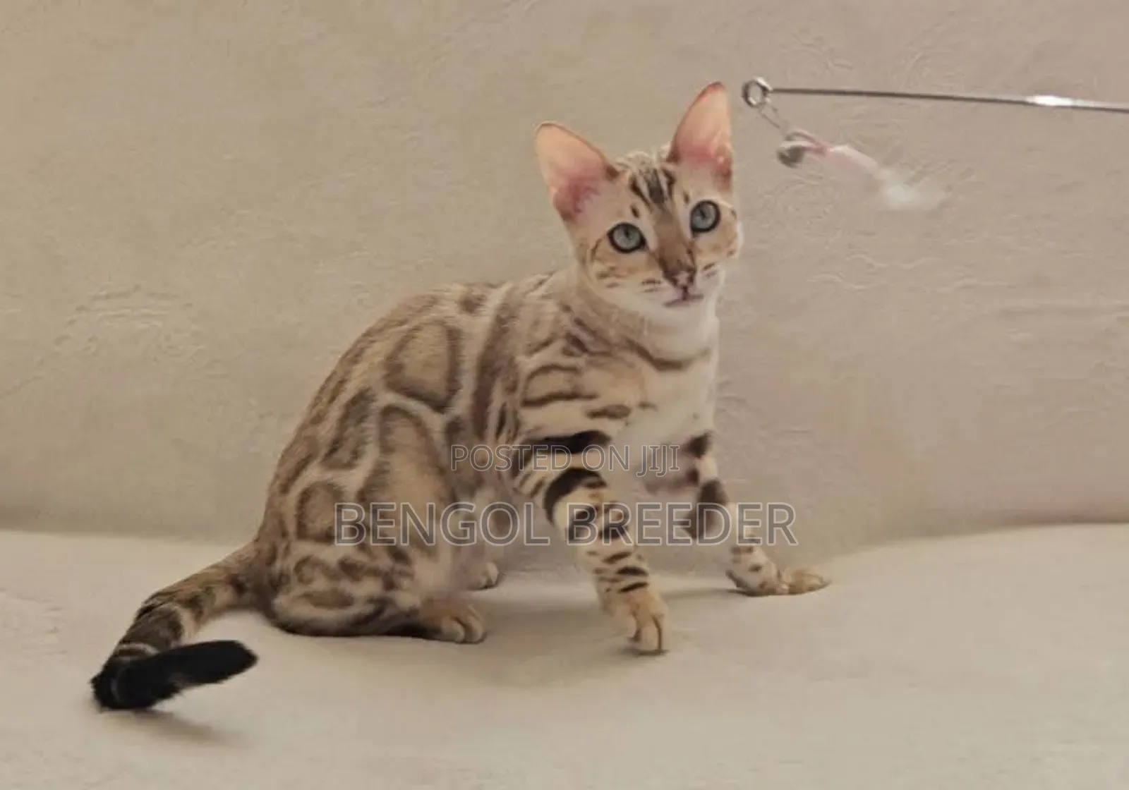 6-12 Months Female Purebred Bengal