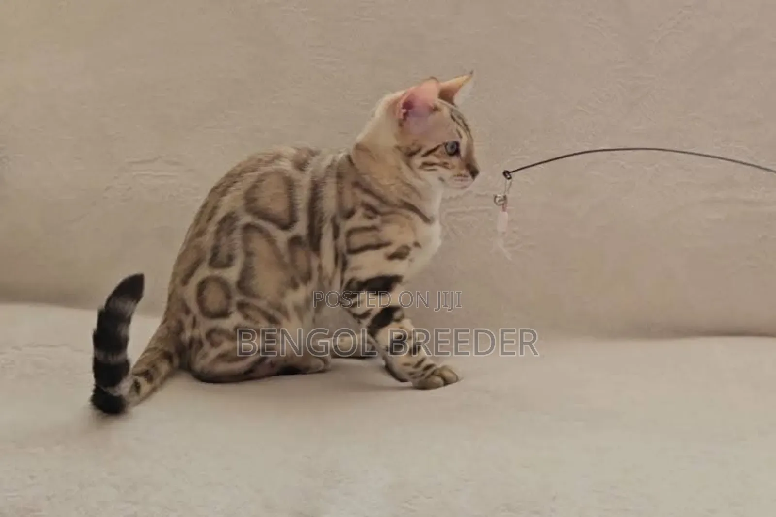 6-12 Months Female Purebred Bengal