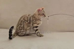 6-12 Months Female Purebred Bengal