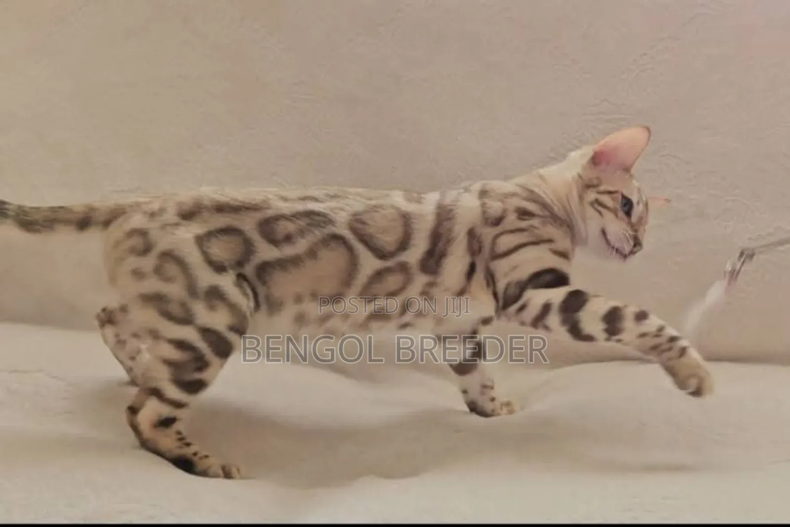 6-12 Months Female Purebred Bengal