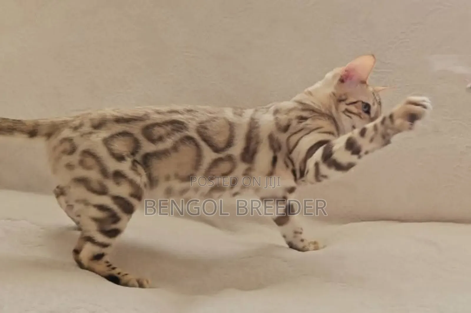 6-12 Months Female Purebred Bengal
