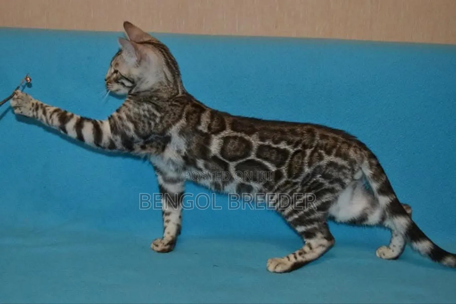 6-12 Months Male Purebred Bengal