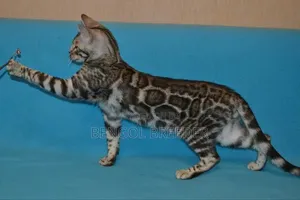 6-12 Months Male Purebred Bengal