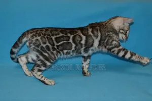 6-12 Months Male Purebred Bengal