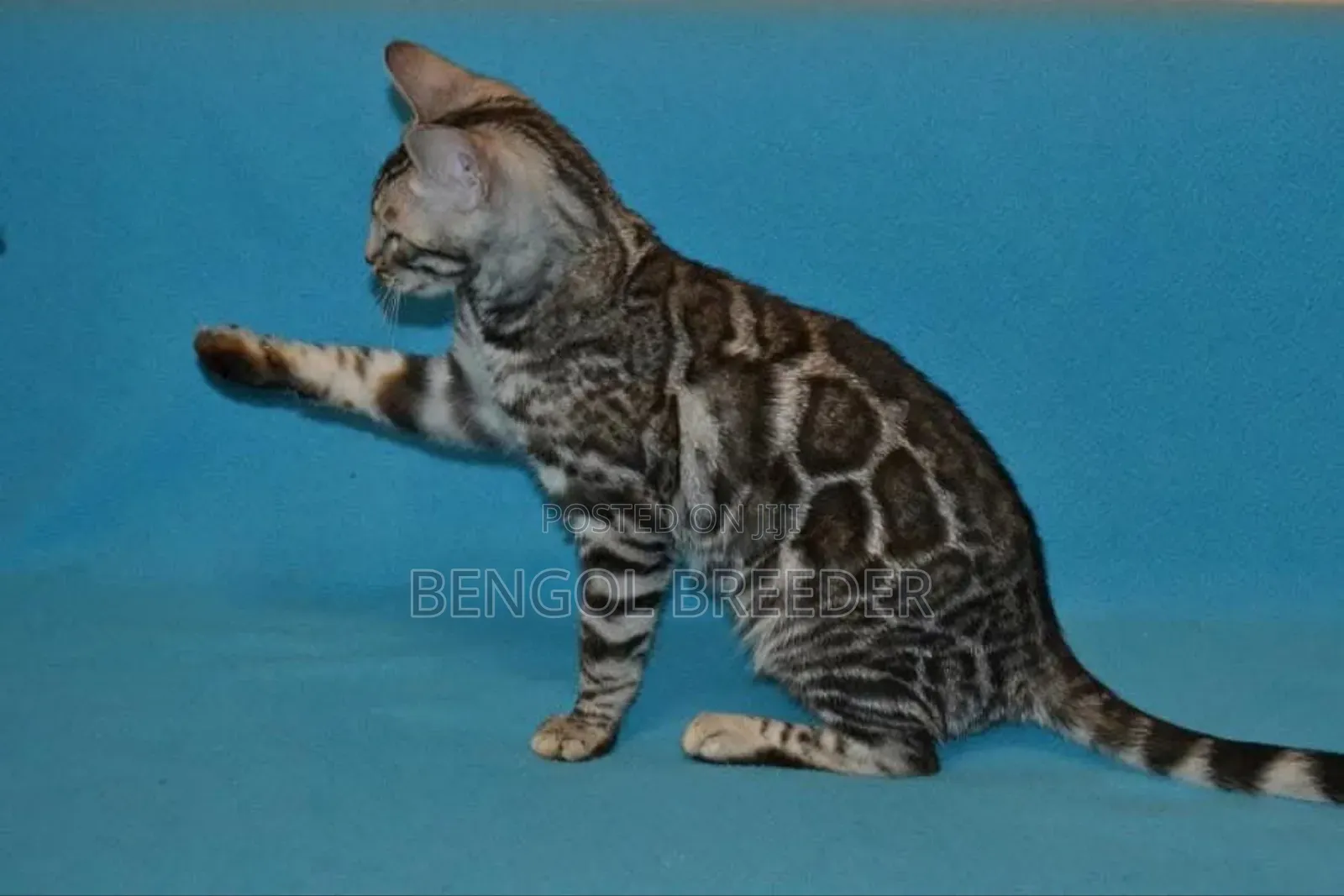 6-12 Months Male Purebred Bengal