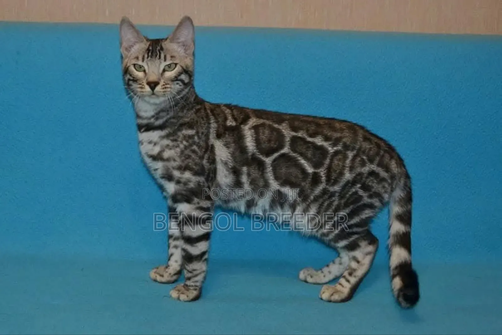 6-12 Months Male Purebred Bengal