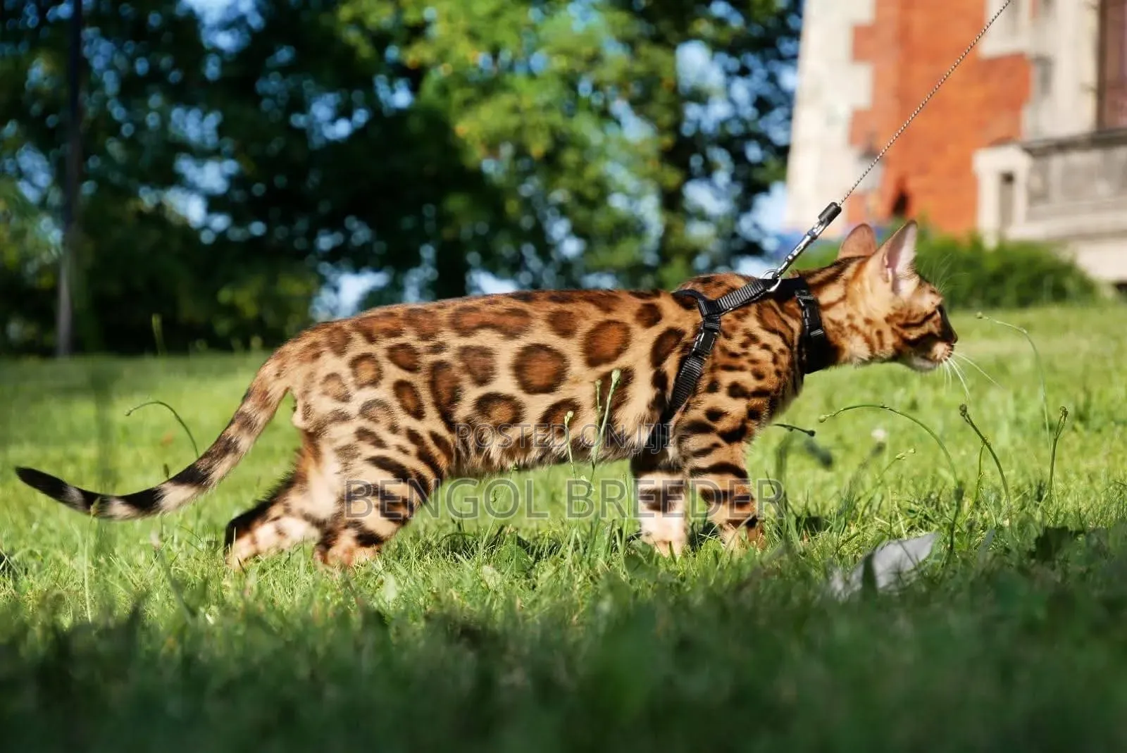 1+ Year Male Purebred Bengal