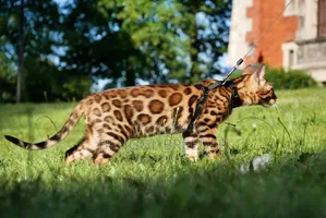 1+ Year Male Purebred Bengal