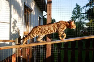 1+ Year Male Purebred Bengal