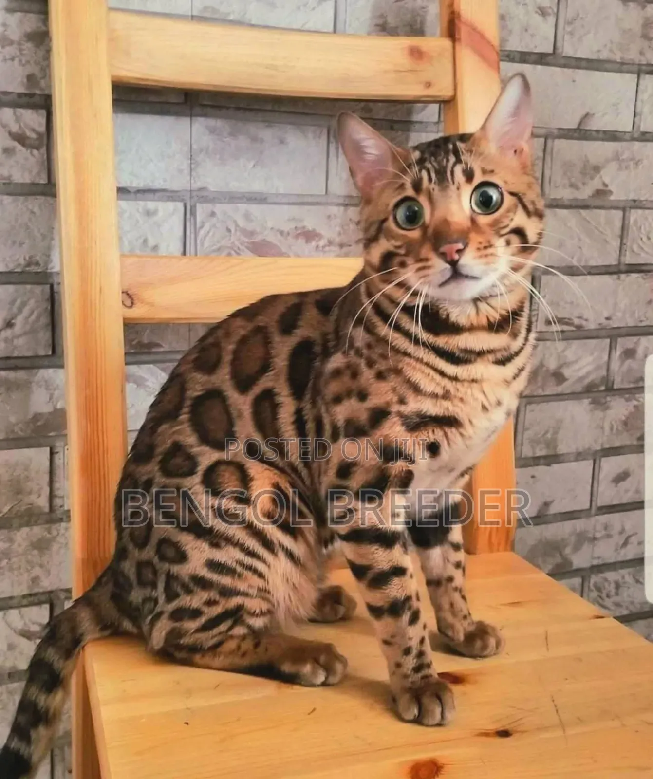 1+ Year Male Purebred Bengal