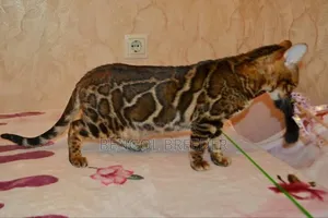 1+ Year Male Purebred Bengal