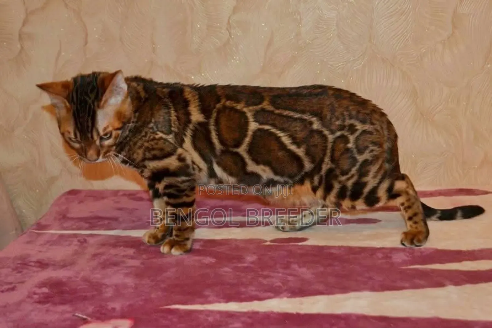 1+ Year Male Purebred Bengal