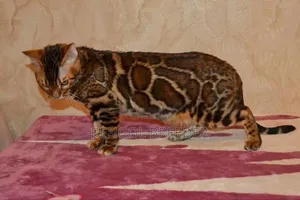 1+ Year Male Purebred Bengal
