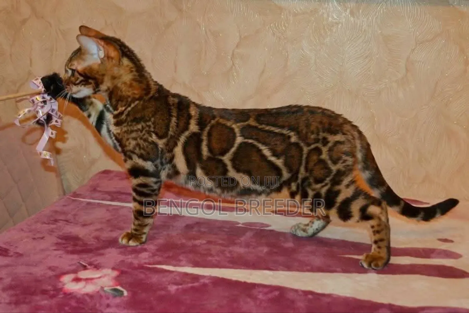 1+ Year Male Purebred Bengal
