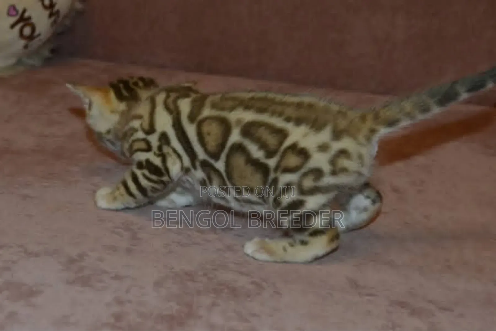 ১-৩ মাস বয়সী মহিলা বিশুদ্ধ বেঙ্গল