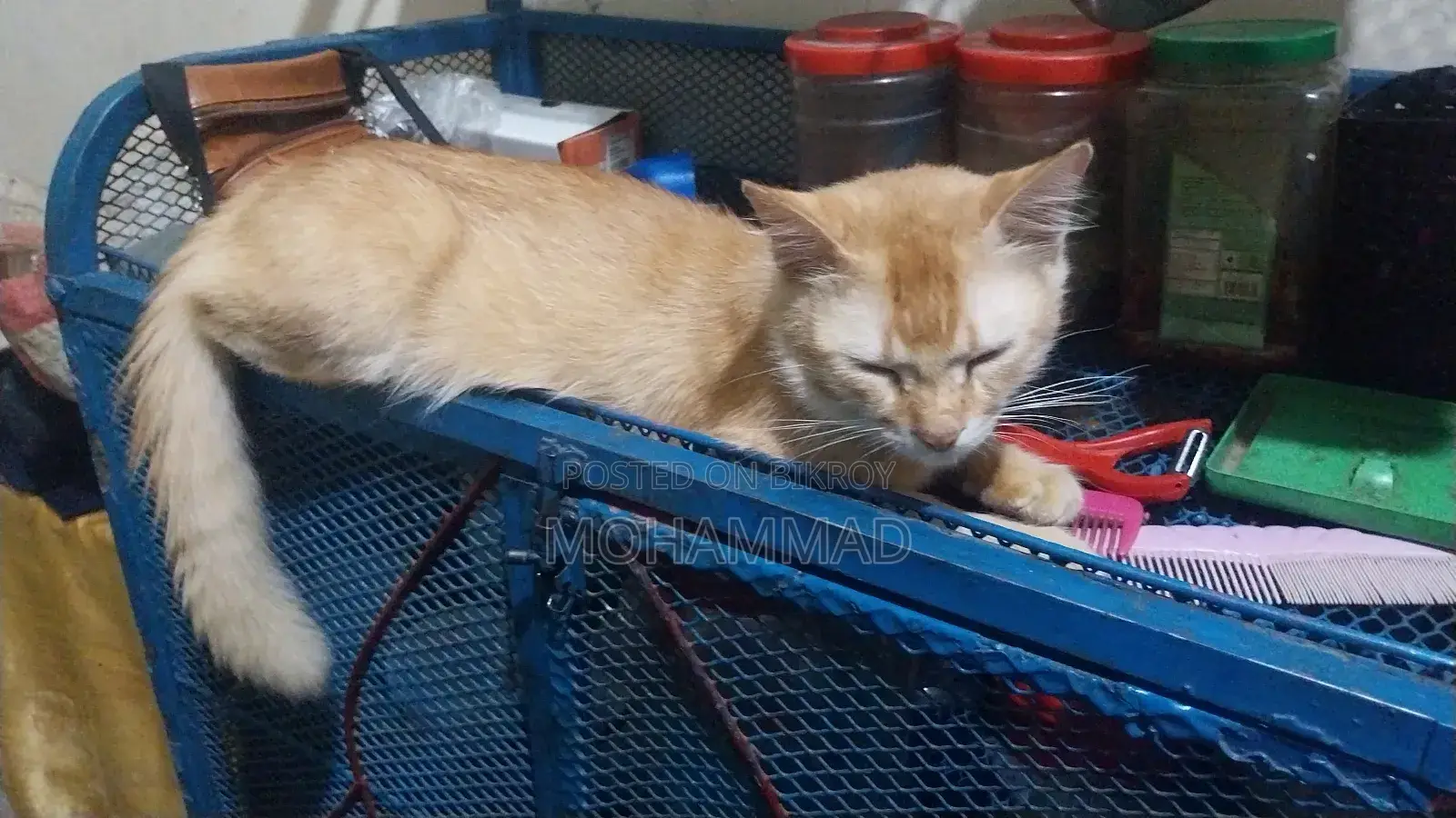 1+ Year Male Mixed Breed Persian