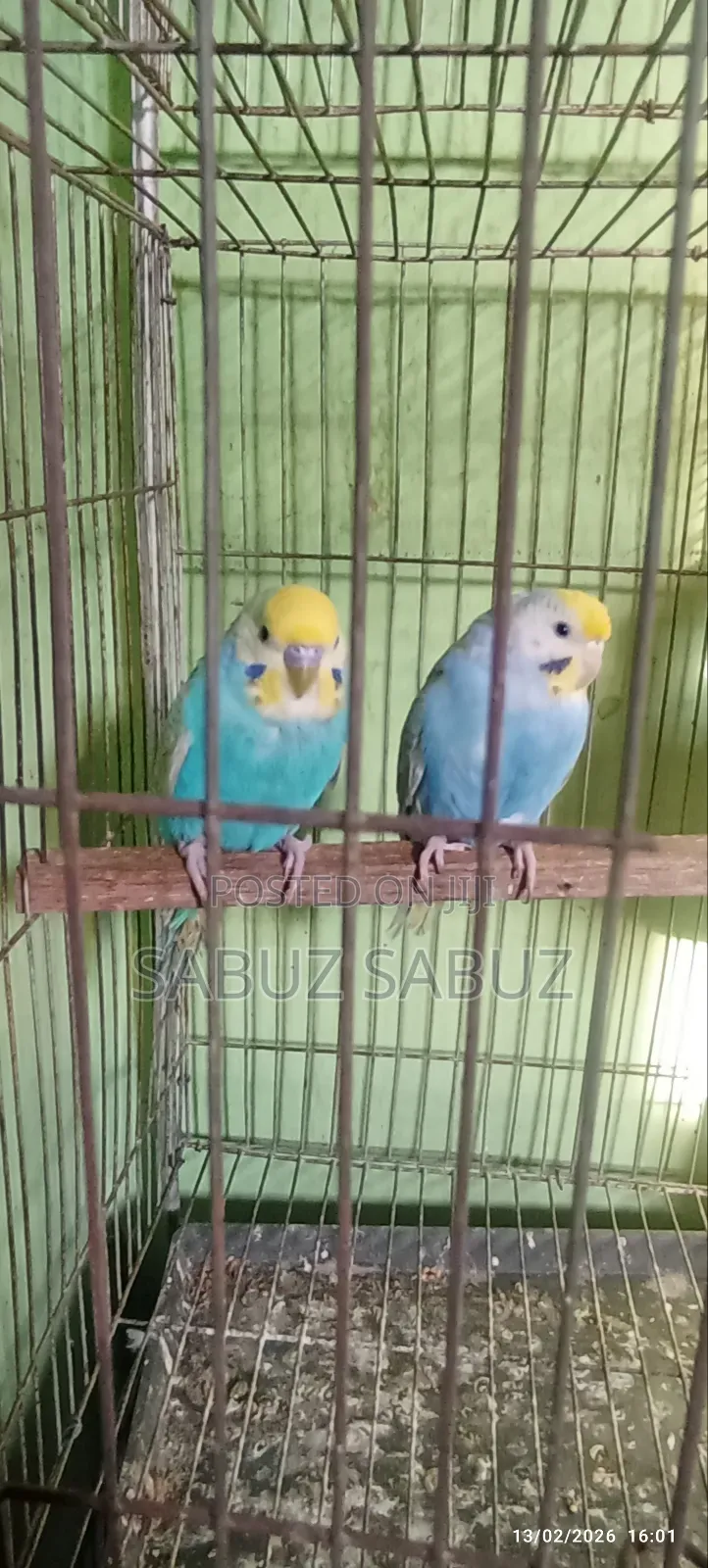 A Pair of Rambo Master Pair