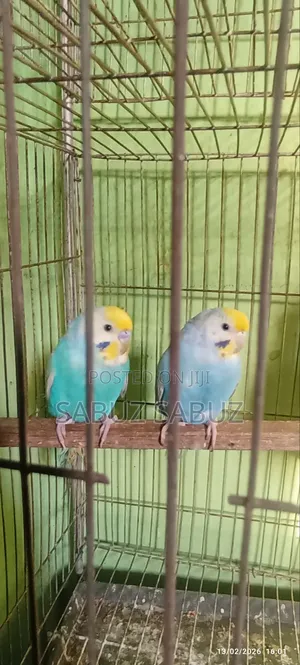 A Pair of Rambo Master Pair