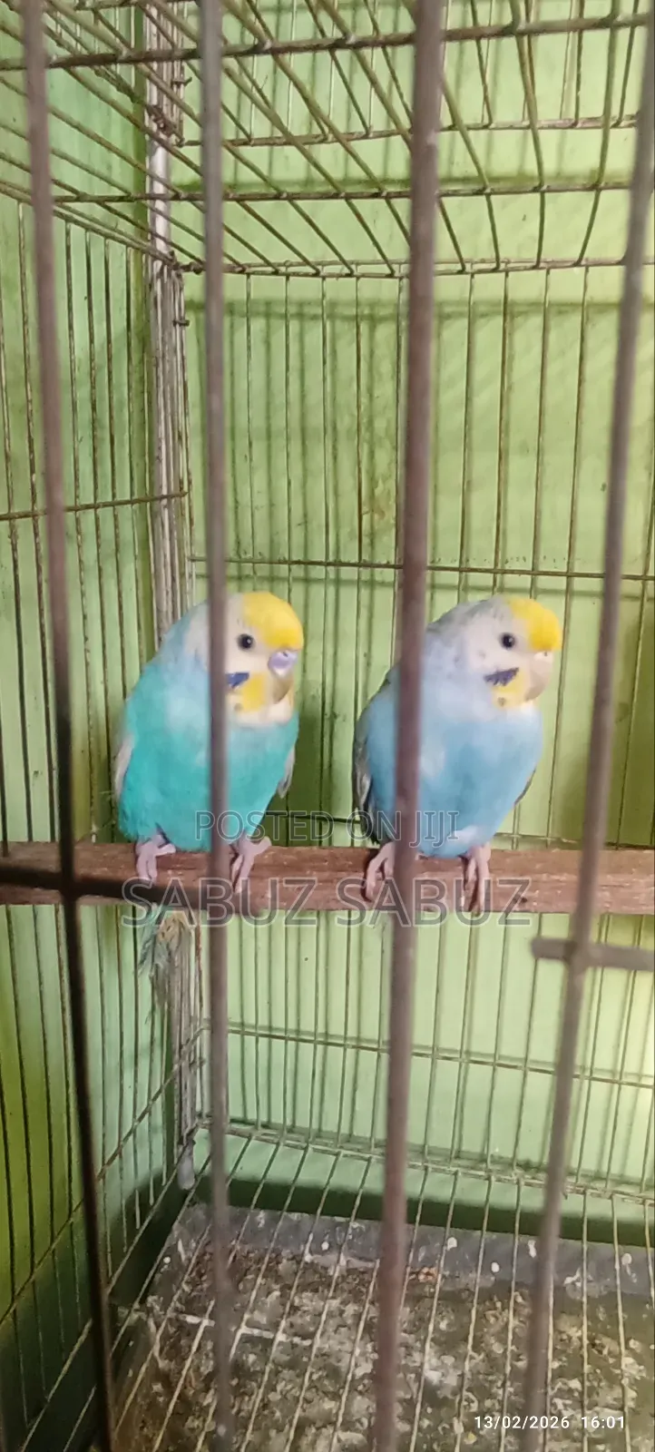 A Pair of Rambo Master Pair
