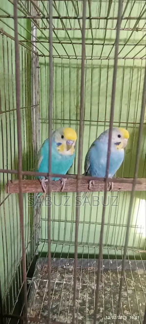 A Pair of Rambo Master Pair
