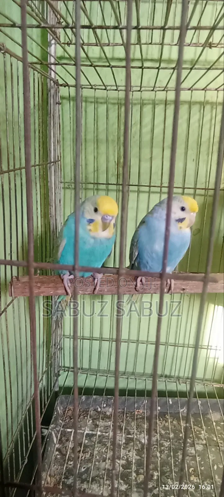 A Pair of Rambo Master Pair