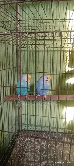 A Pair of Rambo Master Pair