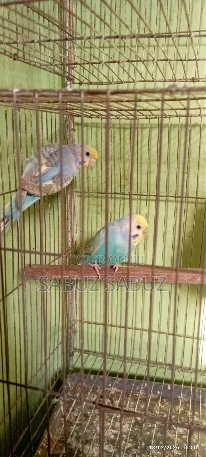 A Pair of Rambo Master Pair