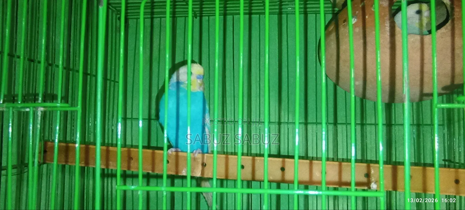 বাজিগর স্প্যান জেল মাস্টার পেয়ার