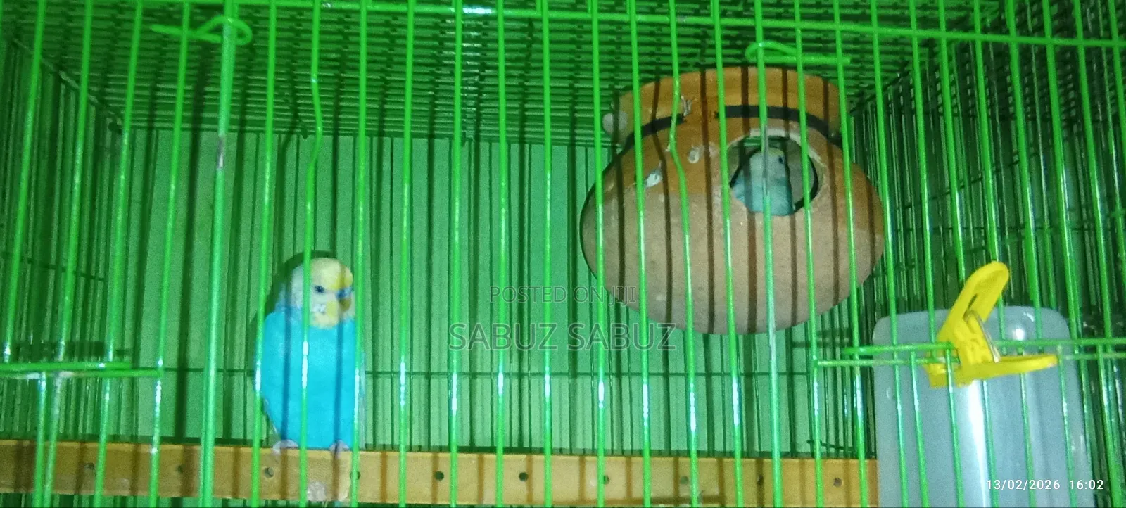 বাজিগর স্প্যান জেল মাস্টার পেয়ার