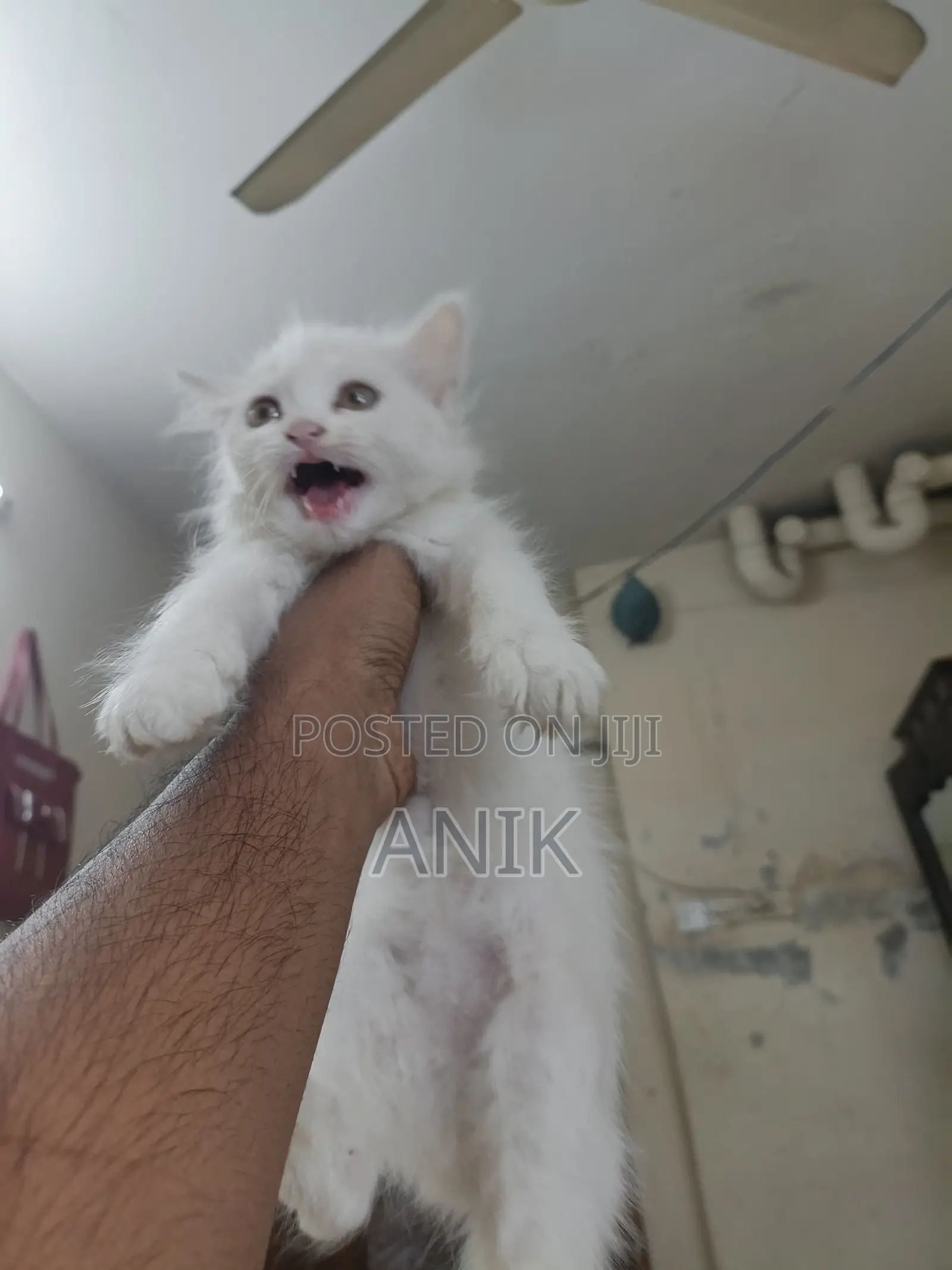 0-1 Month Male Purebred Persian