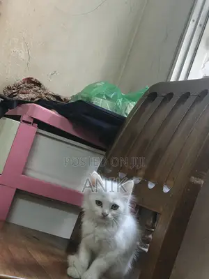 0-1 Month Male Purebred Persian