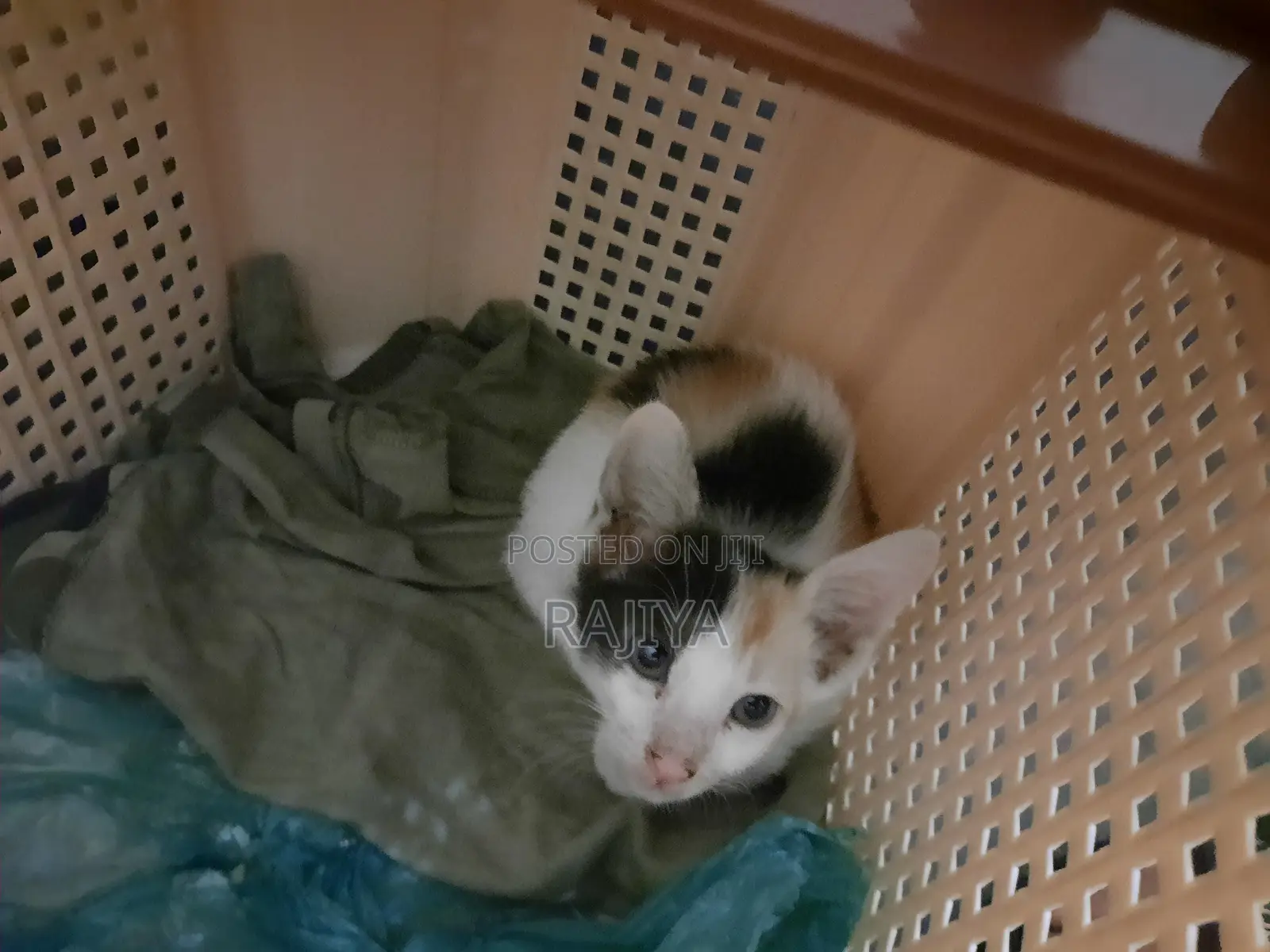 1-3 Months Female Mixed Breed Persian