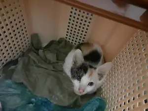 1-3 Months Female Mixed Breed Persian