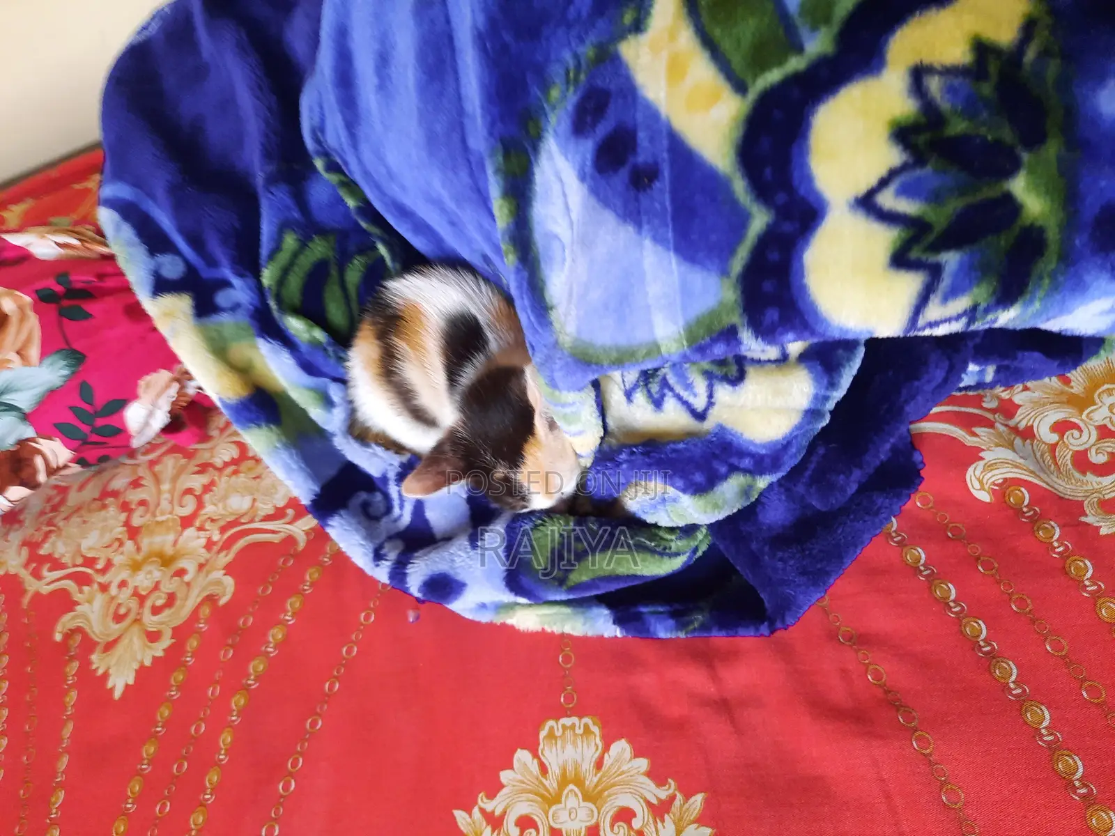 One Female Mixed Breed Bengal Kitten Available (1-3 Months Old)