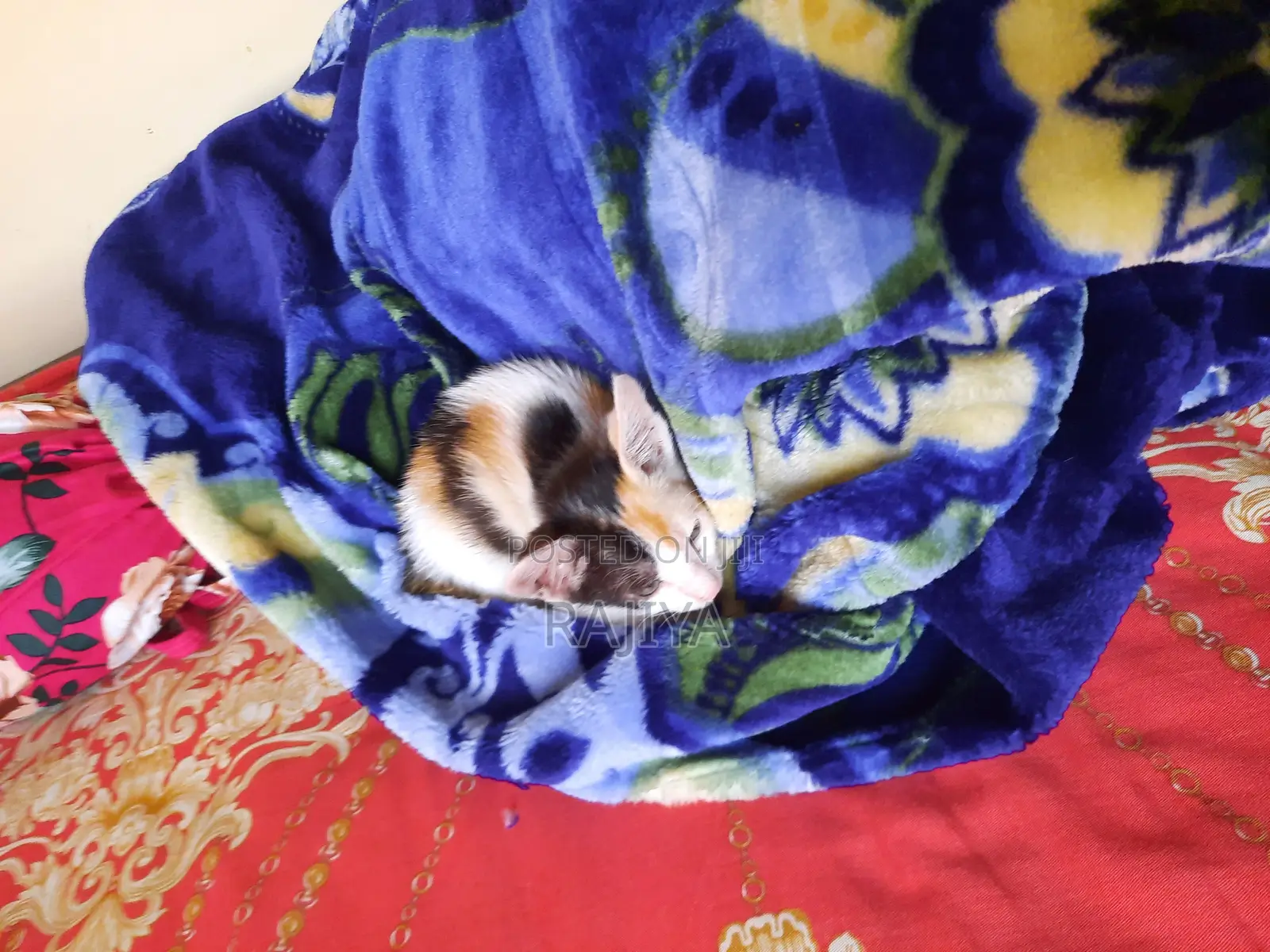 One Female Mixed Breed Bengal Kitten Available (1-3 Months Old)