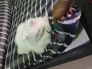 বাসার আসবে পত্র