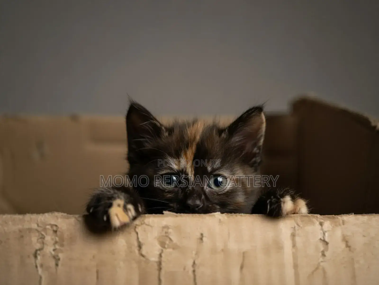0-1 Month Male Purebred Persian