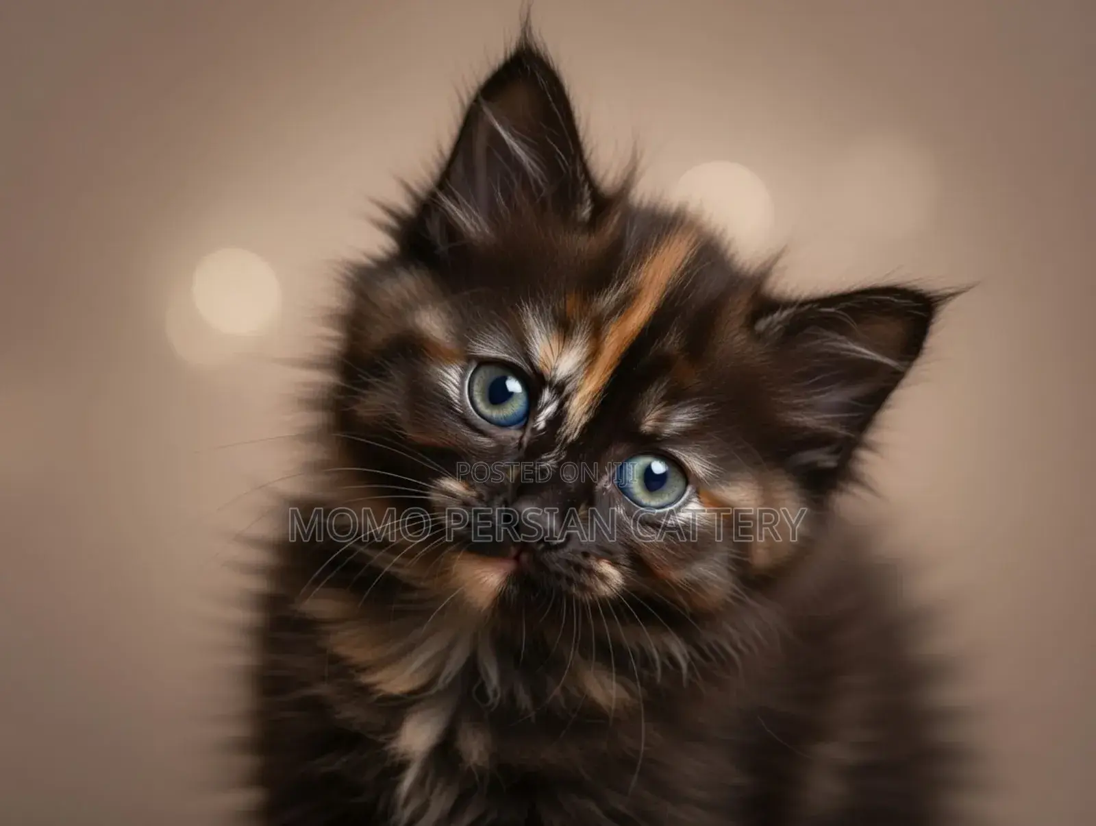 0-1 Month Male Purebred Persian